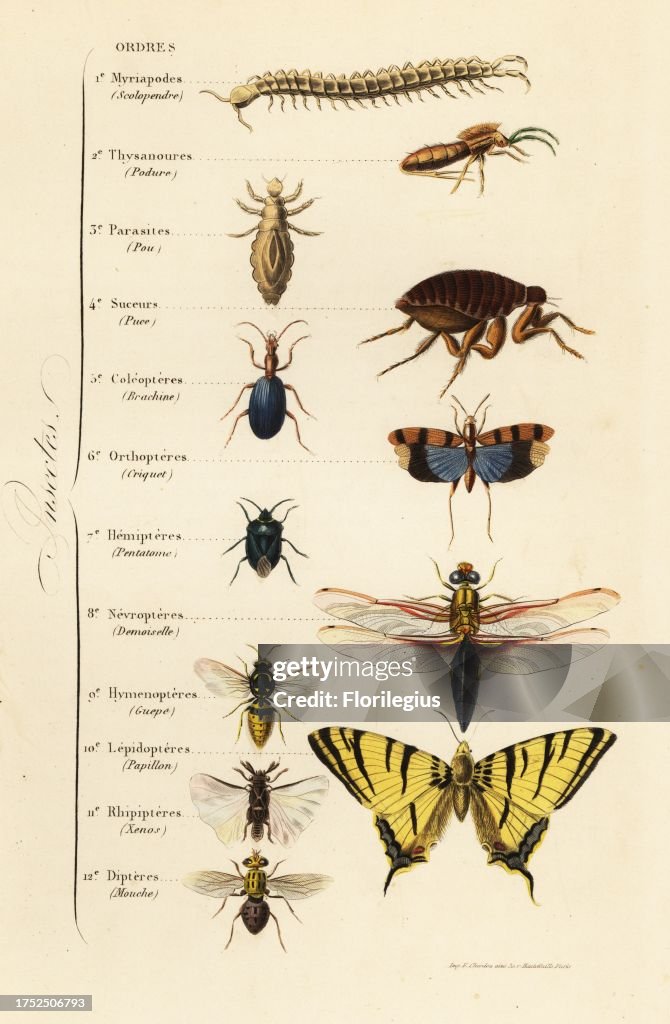First Insect Order Orders of Insects. Centipede, bristletail, louse, flea, beetle,... News ...
