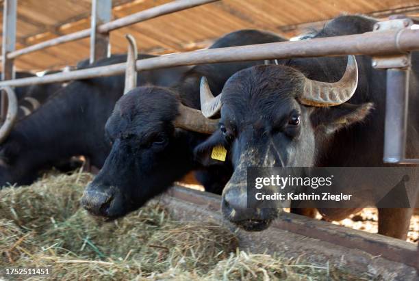 buffalos at dairy farm feeding hay - campana foto e immagini stock