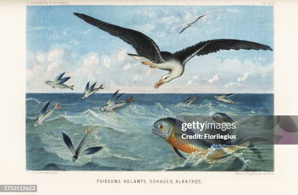 Flying fish, Exocoetus volitans, gilt-head sea bream, Sparus aurata, and albatross, Diomedea exulans. Poissons volants, dorades, albatros....