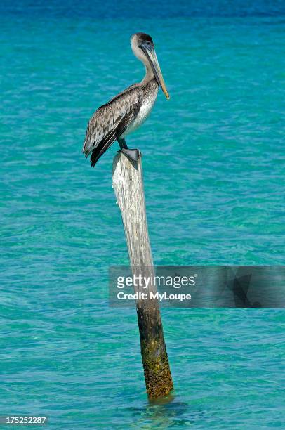 Brown pelican at Puerto Morelos. Caribe. Quintana Roo state. Mayan Riviera. Yucatan Peninsula. Mexico