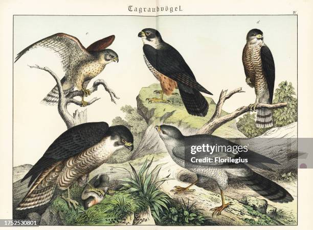 Peregrine falcon with prey, Falco peregrinus a, hobby, Falco subbuteo b, kestrel, Falco tinnunculus c, Eurasian sparrowhawk, Accipiter nisus d, and...