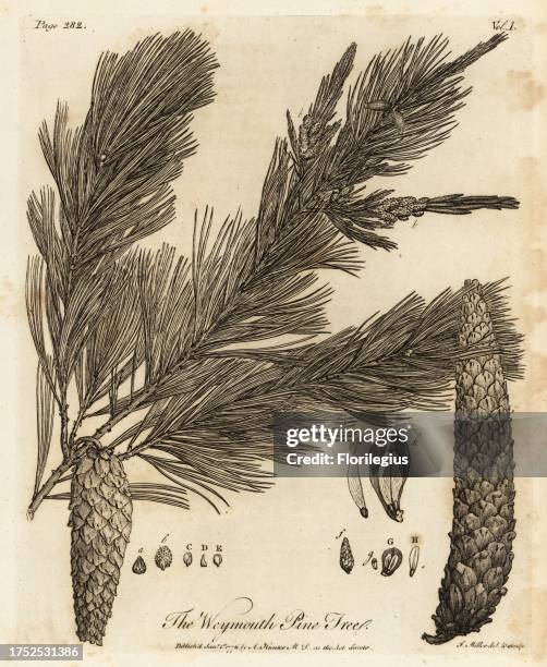 Eastern white pine, Pinus strobus. Weymouth Pine Tree. Copperplate engraving drawn and engraved by John Miller from John Evelyn's Sylva, or A...