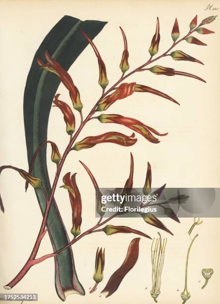 Pitcairnia bifrons Broad-leaved pitcairnia, Pitcairnia latifolia. Native to Guadeloupe and St. Kitts, West Indies, in the James Vere herbarium...