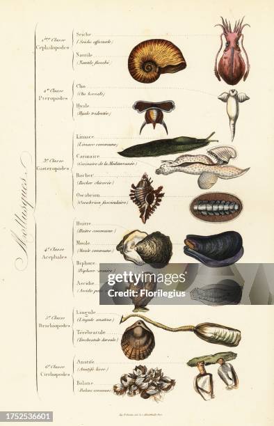 Orders of Molluscs. Cuttlefish, chambered nautilus, sea angel, sea butterfly, slug, floating sea snail, chiton, oyster, mussel, clam, lingula,...