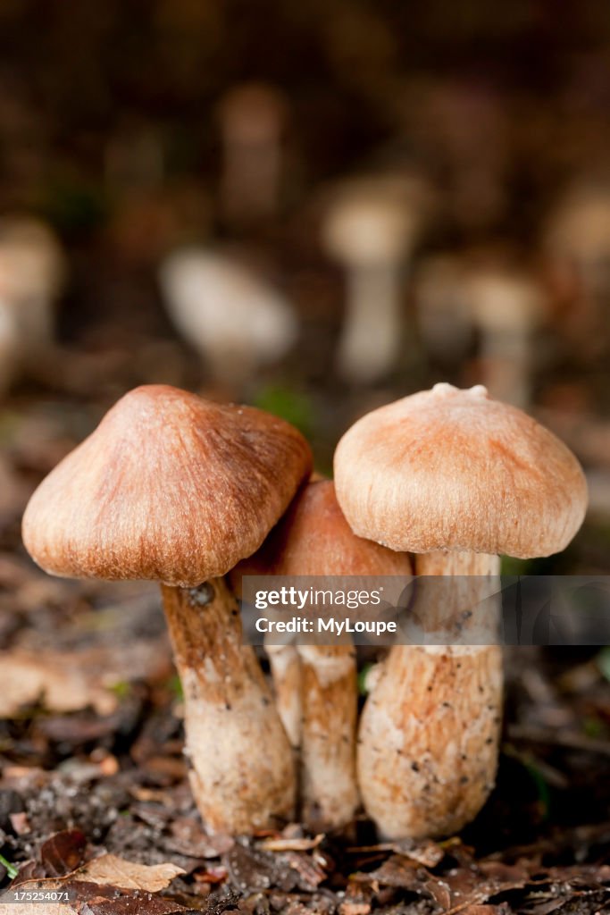 Scaly Wood Mushroom (Agaricus silvaticus)