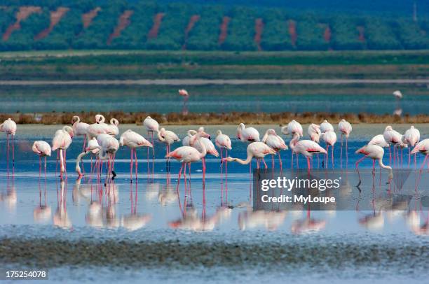 Greater Flamingo . Fuente de Piedra Lagoon. Malaga province. Andalusia, Spain