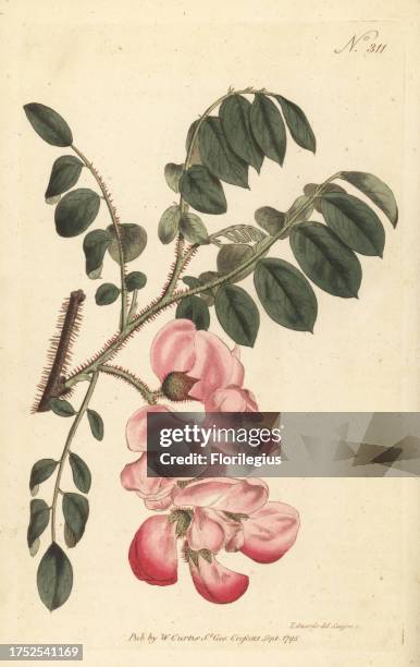 Rough-stalked robinia or rose acacia, Robinia hispida. Native of Carolina, America. Handcoloured copperplate engraving by Sansom after a botanical...