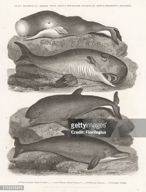 Sperm whale or cachalot, Physeter macrocephalus 1 harbour porpoise, Phocoena phocoena 3, and Atlantic dolphin, Delphinus delphis 4. Copperplate...
