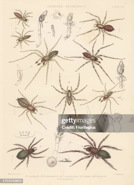 Sac spider, Clubiona subtilis 82, Anyphaena accentuata 83, Liocranum rupicola 84, two-clawed hunting spider, Cheiracanthium erraticum 85 and diving...