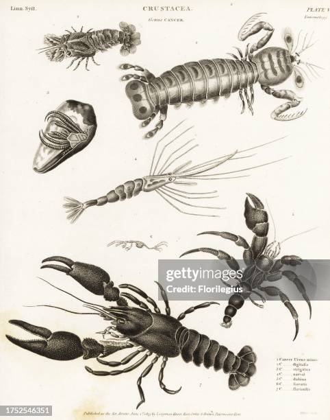 Slipper lobster, Scyllarus arctus 1, mantis shrimp, Squilla mantis 2, Halloween hermit crab, Ciliopagurus strigatus 3, narwal shrimp, Plesionika...