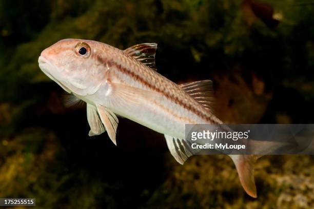 Striped mullet fish