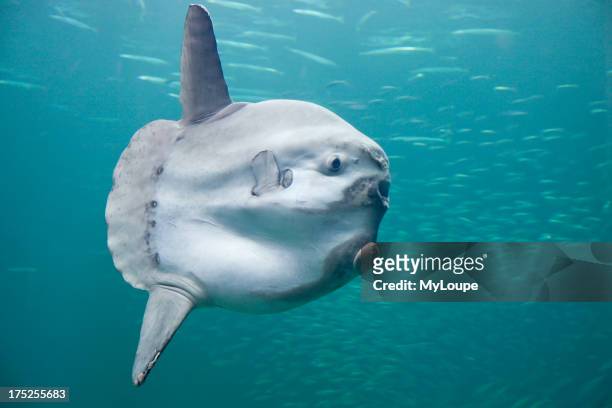 The sunfish