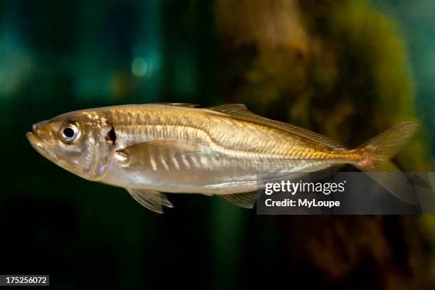 Three-spined stickleback fish