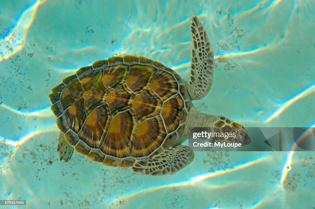 White Turtle (Chelonia mydas mydas) atTurtle nursery. Xcaret. Eco-archeological park. Playa del Carmen. Quintana Roo state. Mayan Riviera. Yucatan Peninsula. Mexico 