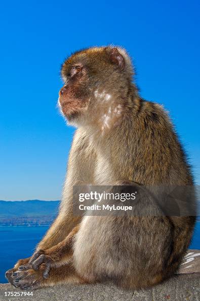 Barbary Macaque (Macaca sylvanus). Gibraltar, UK 