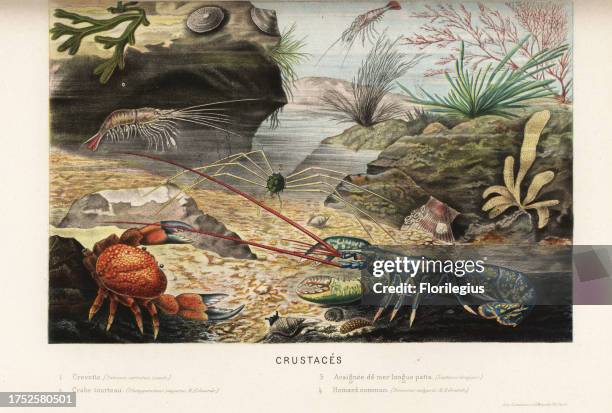 Prawn, Palaemon serratus 1, edible crab, Cancer pagurus 2, spider crab, Phalangipus longipes3 , and European lobster, Homarus gammarus 4. Crevette,...