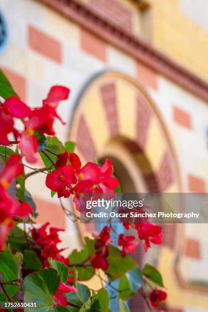 red flowers - composietenfamilie stockfoto's en -beelden