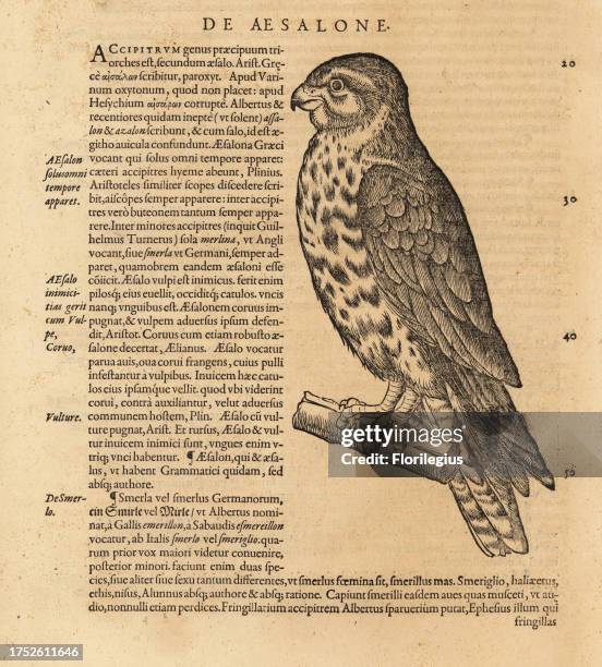 Merlin, Falco columbarius. Faucon emerillon. Woodcut engraving after an illustration by Lucas Schan and Conrad Gessner from Conrad Gessner's...
