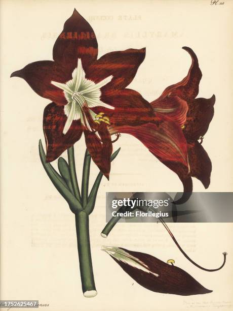 Barbados lily, Hippeastrum puniceum. Brasilian lily-daffodil, Amaryllis brasiliensis. Native of Brazil, in the collection of James Vere, Kensington...