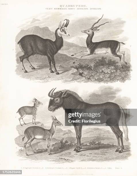 Neotragus Batesi 13 Neotragus Stock Photos, High-Res Pictures, and Images - Getty Images