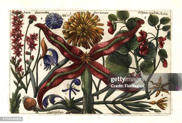 Black salsify, Scorzonera hispanica 1, mountain houseleek, Sempervivum montanum 2, snakeroot, Sagittaria sagittifolia 3, cornflower, Centaurea cyanus...