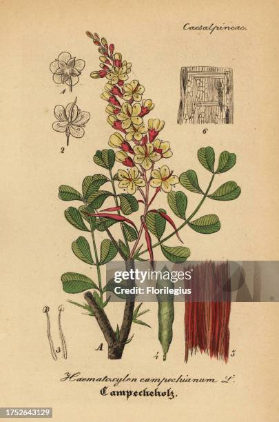 Logwood or bloodwood tree, Haematoxylum campechianum. Handcoloured copperplate engraving from Dr. Willibald Artus' Hand-Atlas sammtlicher...