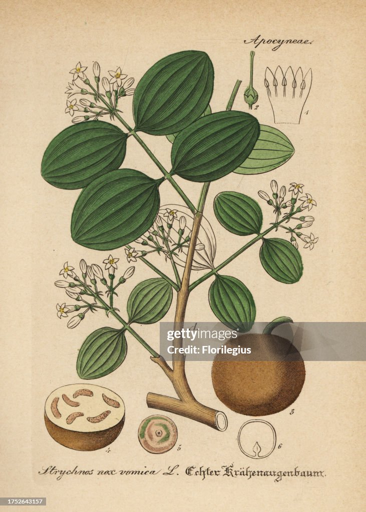 Strychnine tree, Strychnos nux-vomica