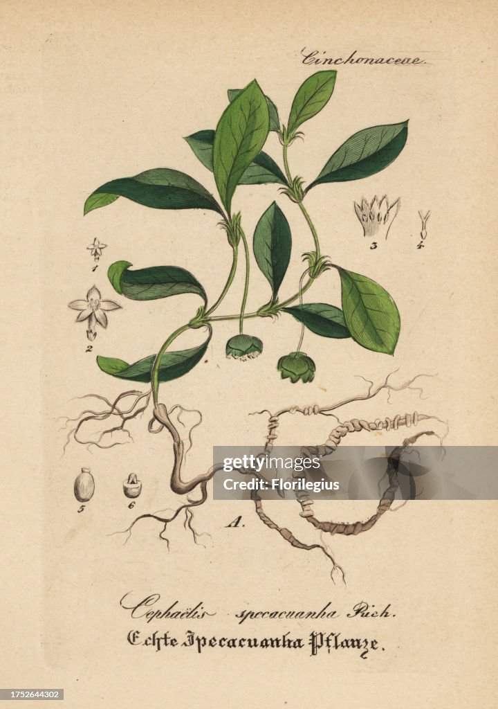 Ipecacuanha, Carapichea ipecacuanha