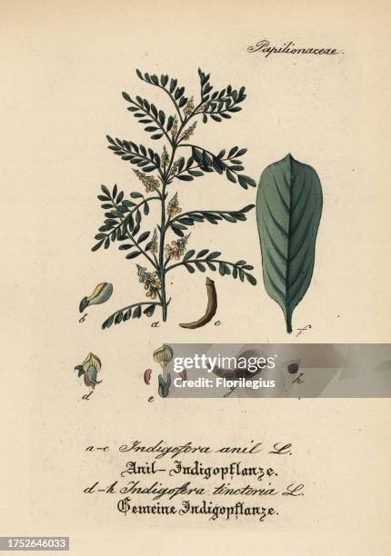Guatamalan indigo, Indigofera suffruticosa , and true indigo, Indigofera tinctoria . Handcoloured copperplate engraving from Dr. Willibald Artus'...