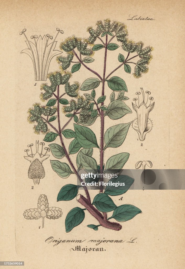 Sweet marjoram, Origanum majorana