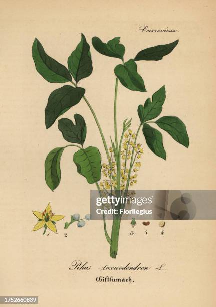 Atlantic poison oak, Toxicodendron pubescens . Handcoloured copperplate engraving from Dr. Willibald Artus' Hand-Atlas sammtlicher...