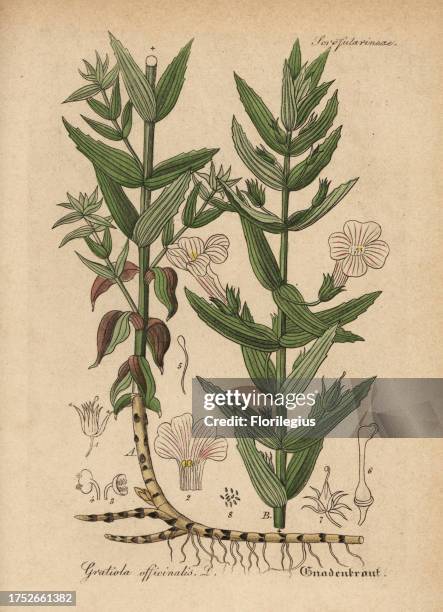 Herb of grace, Gratiola officinalis. Handcoloured copperplate engraving from Dr. Willibald Artus' Hand-Atlas sammtlicher mediinisch-pharmaceutischer...