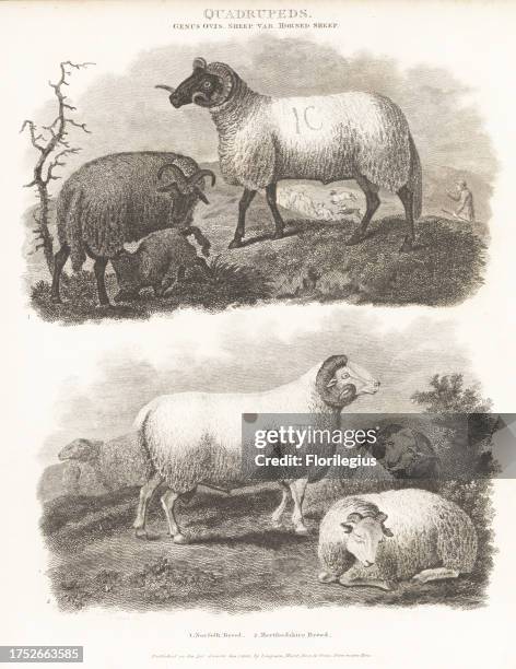 Norfolk Horn, Ovis aries, ram, ewe and lamb of critically endangered British black-faced sheep breed 1. Hertfordshire, Ovis aries, ram, ewe and lamb...