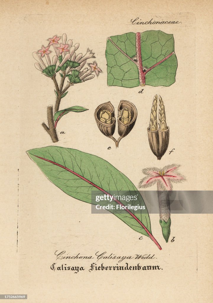 Calisaya, Cinchona calisaya