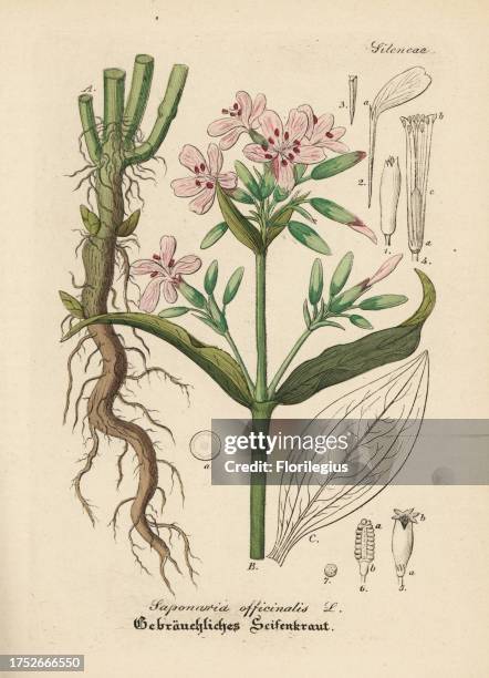 Soapwort, Saponaria officinalis. Handcoloured copperplate engraving from Dr. Willibald Artus' Hand-Atlas sammtlicher mediinisch-pharmaceutischer...