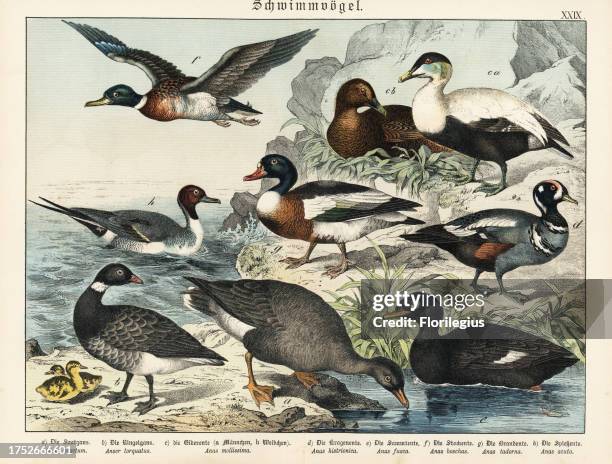 Bean goose, Anser fabalis a, Brant goose with chicks, Anser bernicla b, male and female eider, Somateria mollissima c, harlequin duck, Histrionicus...