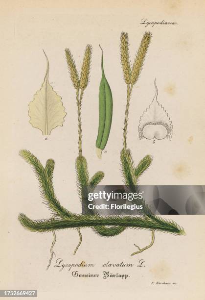 Stag's-horn clubmoss, Lycopodium clavatum. Handcoloured copperplate engraving from Dr. Willibald Artus' Hand-Atlas sammtlicher...