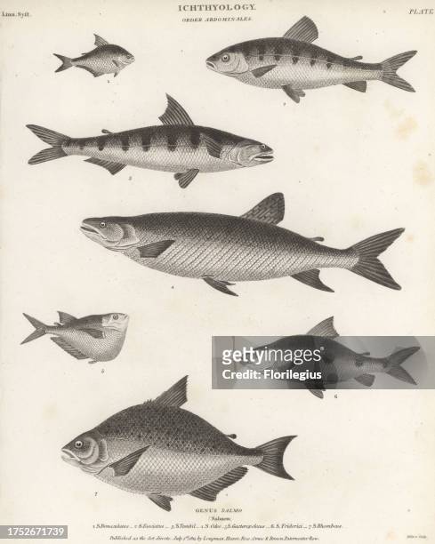 Tetra, Astyanax bimaculatus 1, banded leporinus, Leporinus fasciatus 2, greater lizardfish, Saurida tumbil 3, African pike characin, Hepsetus odoe 4,...