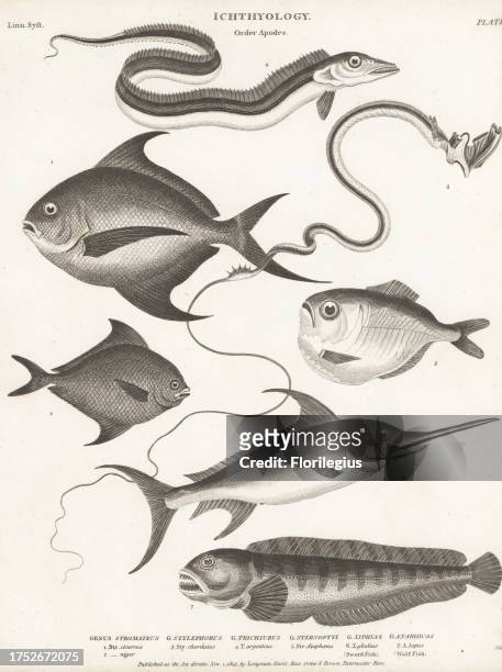 Pomfret, Pampus cinereus 1, black pomfret, Parastromateus niger 2, tube-eye or thread-tail, Stylephorus chordatus 3, largehead hairtail, Trichiurus...