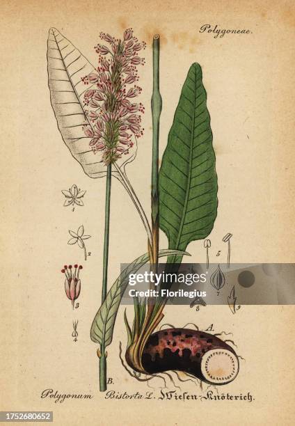 Bistort, Persicaria bistorta . Handcoloured copperplate engraving from Dr. Willibald Artus' Hand-Atlas sammtlicher mediinisch-pharmaceutischer...