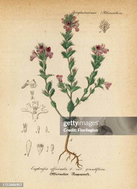 Euphrasia or eyebright, Euphrasia officinalis var. Grandiflora. Handcoloured copperplate engraving from Dr. Willibald Artus' Hand-Atlas sammtlicher...