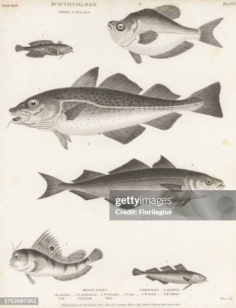 Atlantic cod, Gadus morhua 1, saithe, Pollachius virens 2, poor cod, Trisopterus minutus 3, oyster toadfish, Opsanus tau 4, butterfly blenny,...