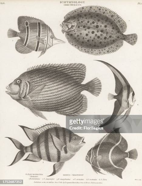 Common topknot, Zeugopterus punctatus 1, emperor angelfish, Pomacanthus imperator 2, sergeant major, Abudefduf saxatilis 3, gray angelfish,...