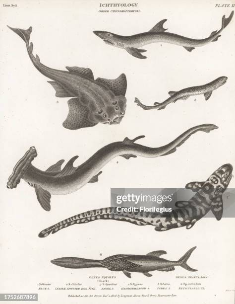 Blue dog shark, Prionace glauca 1, dogfish, Scyliorhinus canicula 2, critically endangered angelshark, Squatina squatina 3, smooth hammerhead,...