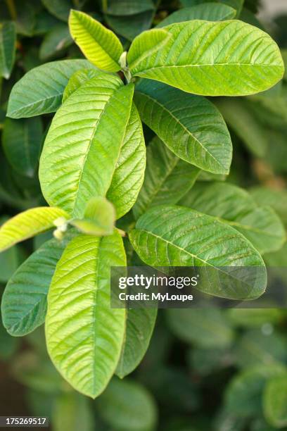 Guava Shell Tree Guava Trees Photos and Premium High Res Pictures - Getty Images