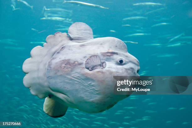 The sunfish