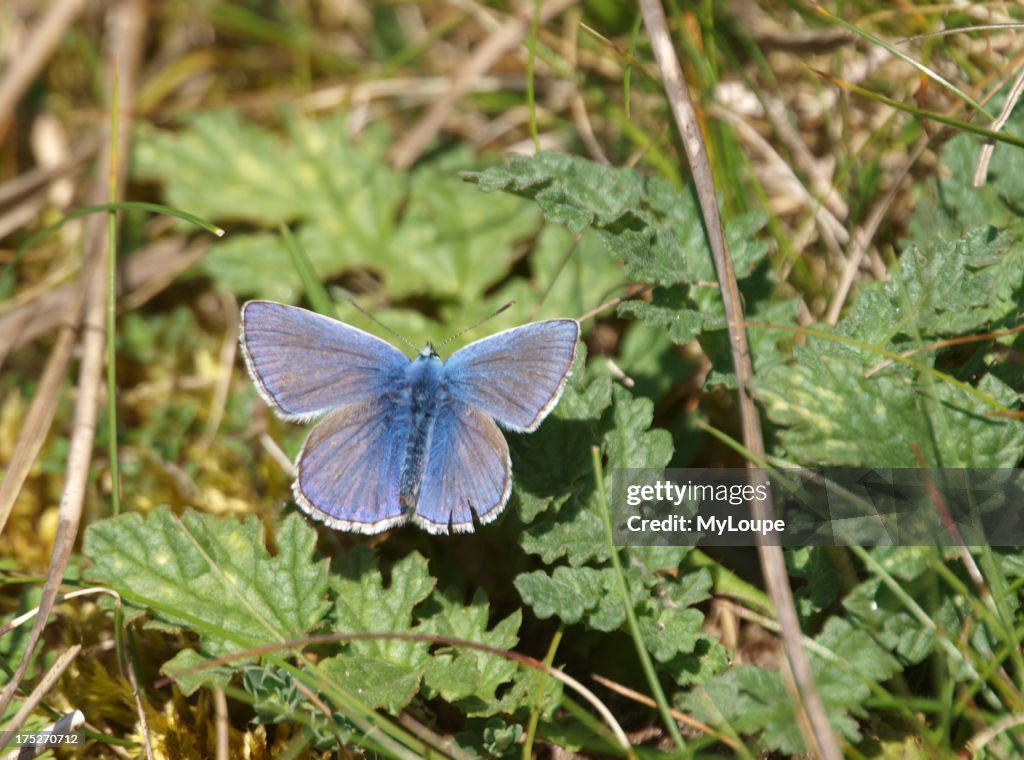 Common blue butterfly, Polyommatus icarus 