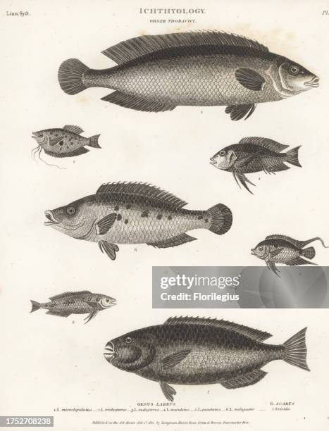 Cuckoo wrasse, Labrus mixtus 1, three-spot gourami, Trichopodus trichopterus 2, black-eye thicklip wrasse, Hemigymnus melapterus 3, ballan wrasse,...