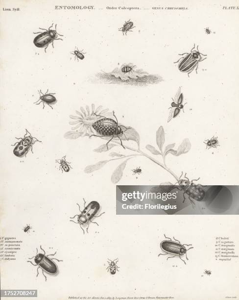 Pleasing fungus beetle, Erotylus giganteus 1, Chrysomela surinamensis 2, spotted willow leaf beetle, Chrysomela vigintipunctata 3, Phyllocharis...