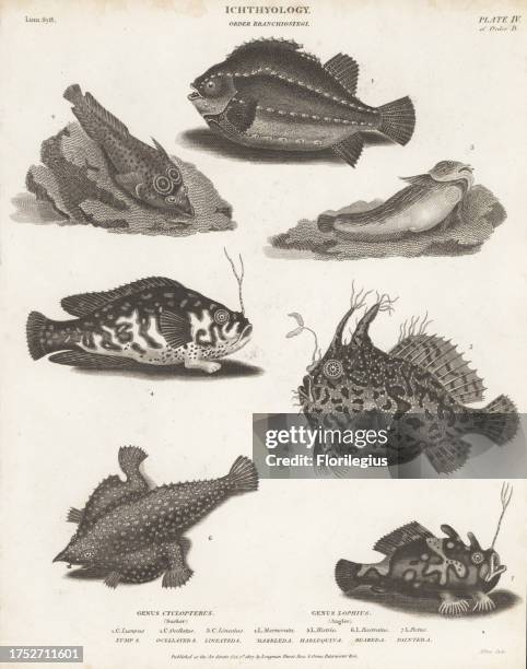 Lumpsucker, Cyclopterus lumpus 1, Cornish sucker, Lepadogaster purpurea 2, common seasnail, Liparis liparis 3, frogfish, Antennarius species 4,...